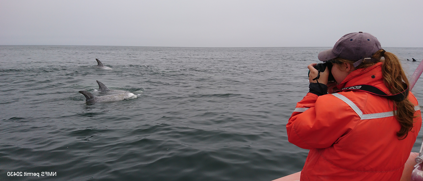 A student on a boat points her camera at some whales.